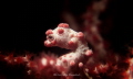 A Healthy pygmy seahorse taken last year in Anda, Bohol.
