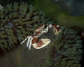 Porcelain crab 🦀