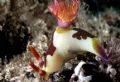 this taken from lembeh strait,