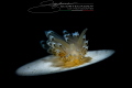 STEFANO SCORTEGAGNA

    My name is Stefano Scortegagna.  At 47 years old I have made a successful career as a car salesman.  However, my true passion is underwater photography.

   This passion was born sixteen years ago on my first venture i...