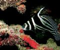 Spotted Drum. The red coralline algae contrasts his its black markings.
