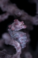 Pygmy Seahorse