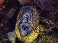 Morray eel getting cleaned