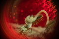 March is the favourite time for searching in the german lakes, here the Bodensee, for snails as it's the time for mating. The shot was done with a little help of a tube and some extra background underwater.
