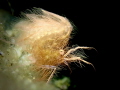 Hairy algae shrimp carrying eggs
Philippines, Dauin, Luca Sanctuary
Olympus TG5 in Sea Frogs housing, Back Scatter Macro 4300, Back Scatter Optical Snoot, 57mm, ISO 400, f/5, 1/320s