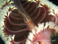 Goby on sea pen