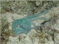 This little guy was spotted on a night dive in Cozumel, shot with Olympus EZ500 at about 20'.