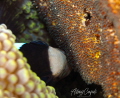 Anemone fish