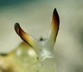 Look Up!
Elysia Marginata at dive site Malatapay, Zamboanguita, Negros Oriental, Philippines.
Olympus TG5 with Sea Frogs Housing, Backscatter Macro 4300. ISO 400, 100mm, f/6.3, 1/400.