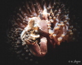 « Don’t touch my world! »
Neopetrolisthes maculatus - 20m deep - march 2022
This crab shows me his big muscle, impressive despite his size (30mm)