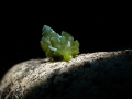 stiliger smaragdinus. i heard this nudibranch are rare to see. luckly on my last dive in tulamben, my spotter find it.