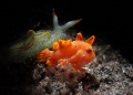 a frogfish with a nudibranch, together side by side. even different species, but they need each others. just like us.