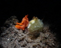 this is another photo of nudi & frogfish, stay together, sit together, side by side. how adorable they are!