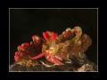 Limenandra barnosi, found on rocky slope.
Anilao, Philippines.
Nikkor 60mm
