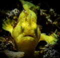 Juvenile yellow frogfish. Anilao, Philippines. Subal ND500, 105mm+12.5 diopter., D-Max strobe snoot.