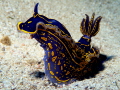 Nudibranch on reef next to Tug2 Wreck at Exiles Beach, Sliema