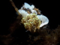 'successor' // doto racemosa with her thousand of eggs.