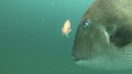 Grabbed this shot while dropping a GoPro 7 on a fishing line over a saltwater fishing spot 10 miles out of Gulf Shores.  The fish in the foreground is a triggerfish while the one in the background is a red snapper.