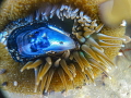 Universe in a shell