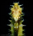 Thorny seahorse