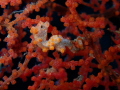 Hippocampus bargibanti
Pygmy seahore
take by olympus tg4+pt-056 housing+torch and inon macro wettlens. dive site menjangan island nort of bali (eel garden) deep around 23mtr