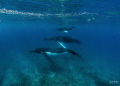 We had gone for a snorkel, had been in the water for about an hour. We were swimming back to the boat, and then this family trio swam past. It was magical.
“Trio”