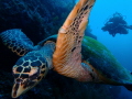 Gren turtle swimming and model take a picture😁 
place in menjangan island north of bali