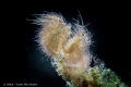 Hairy shrimp with eggs