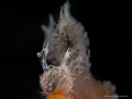 I caught it in full face!
Melibe colemani
