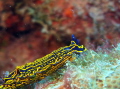 felimare picta