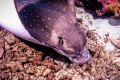 Chance encounter underwater