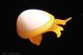 Cowry