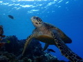 green turtle