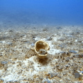 Blackspotted pufferfish chilling in a coral conformation. The is very simple, wide angle taken with an action cam. Mozambique Channel, Madagascar!