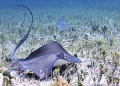 Watching Eyes. Freediving action shot with an Olympus TG-6 of a southern stingray and its bar jack companion.