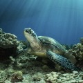 Turtle power!