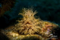 The painted hairy #frogfish (striated frogfish) is definitely one of the most grotesque but favorite critters that a diver might encounter while diving in South East Asia.