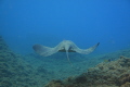NICE TORPEDO. I TOOK THE SHOOT IN SHALLOW WATER WITH NO FLASH