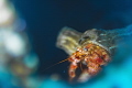 Crab close up, Sony alpha a6400, Salted Line housing