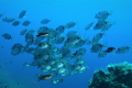 a school of zebra sea-bream