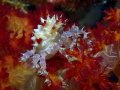 Found CandyCrab