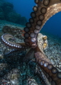 Curious Common Octopus grabbing on my camera while diving in Tenerife, Canary Islands.