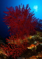 Paramuricea clavata a nice gorgonian not too wide upon