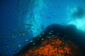 During my second dive I had gained a little deco , I had to hang at 7-8 meters for a while. The color are great and this Sarpa salpa they were just having their vegy meal .