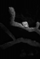 Night dives are my favorite macro time!