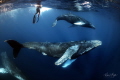 Beautiful encounter with gentle giants.