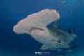 Giant Hammerhead