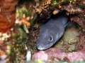 
Eel from Croatia