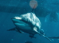 Shark of South Africa