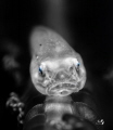 Our days may be black or white, but our gaze of color gives us hope.
Softcoral Ghostgoby